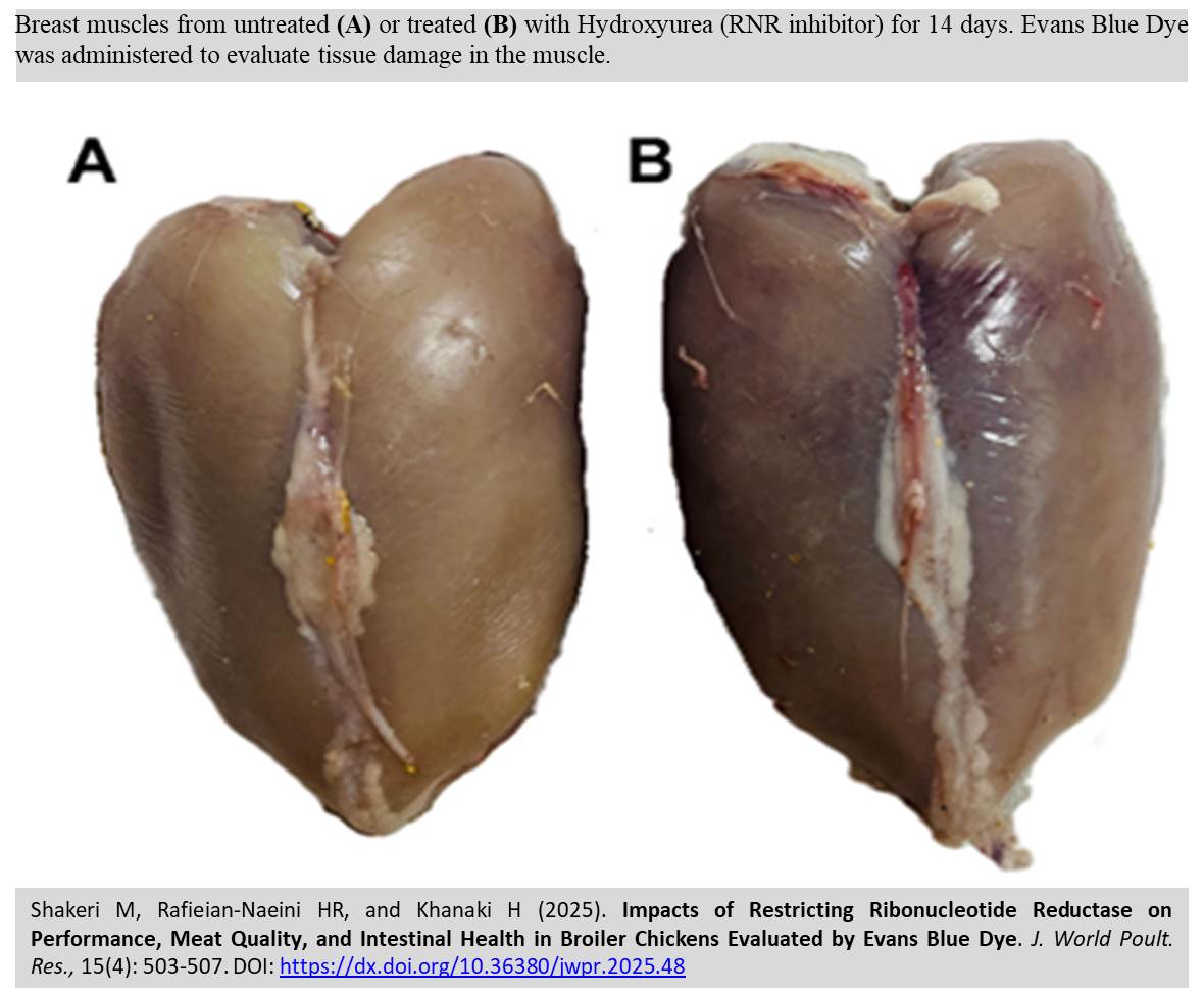 479-Restricting_Ribonucleotide_Reductase_on_Performance_Meat_Quality_in_broiler