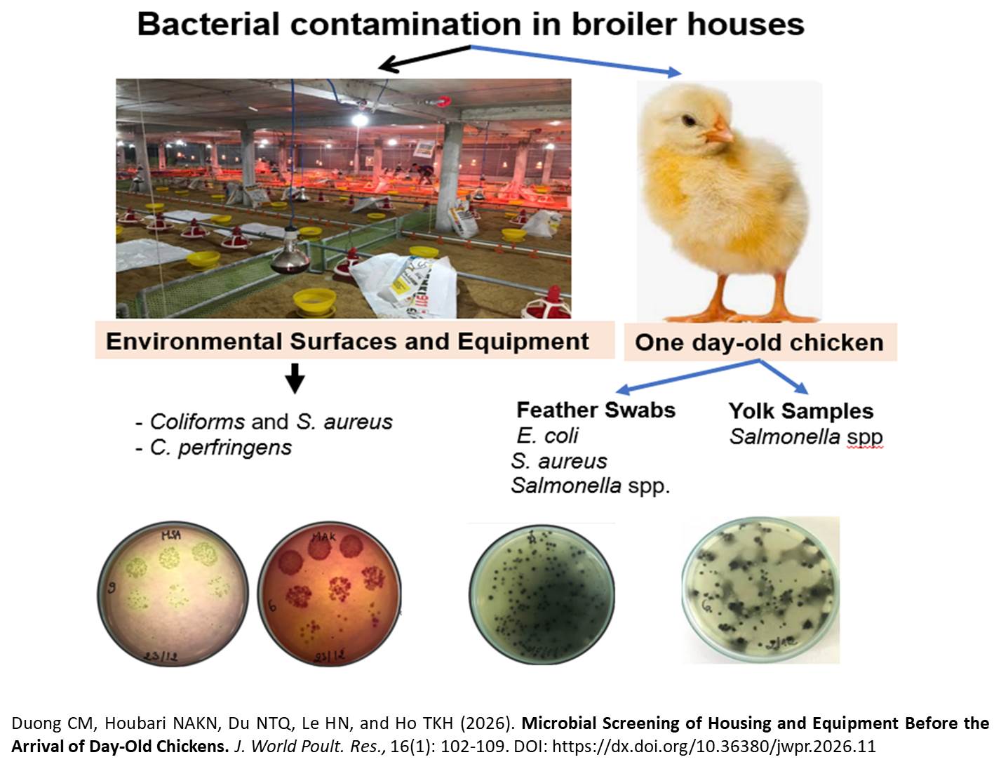 1600-42-_Microbial_Screening_of_Housing_and_Equipment_Before_the_Arrival_of_Day-Old_Chickens
