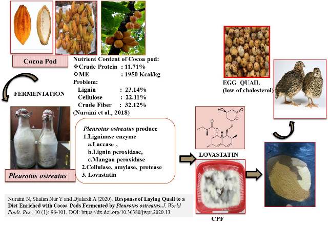 1159-0-_Cocoa_Pods_Fermented_by_Pleurotus_ostreatus_for_Laying_Quail