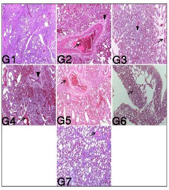 Bromhexine__Thyme_Oil_on_Tilmicosin_against_Pasteurellosis--low