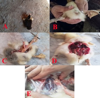 Salmonella_Infection_in_Ducklings---
