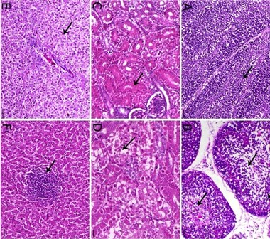 Vaccine_against_Coccidiosis_Broiler--