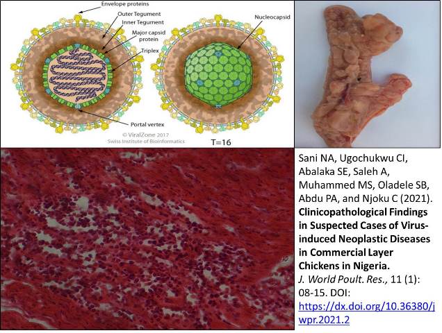 1234_Virus-induced_Neoplastic_Diseases