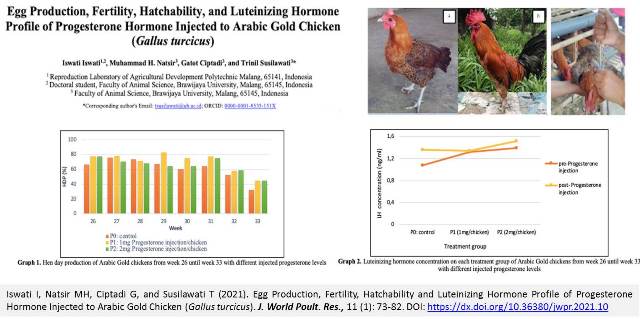 1258_Progesterone_on_Arabic_Gold_Chicken