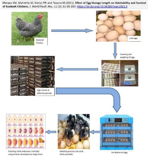 1263_Egg_Storage_Length_on_Hatchability
