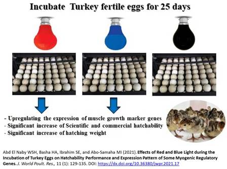 1300-6-_Red_and_Blue_Light_on_Eggs