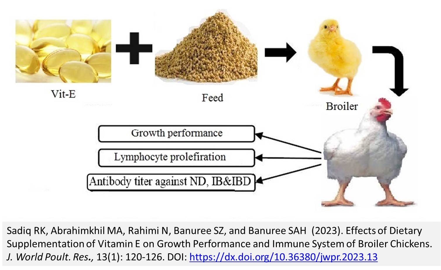 1290-Vitamin_E_on_Performance_and_Immune_System_of_Broiler_Chickens