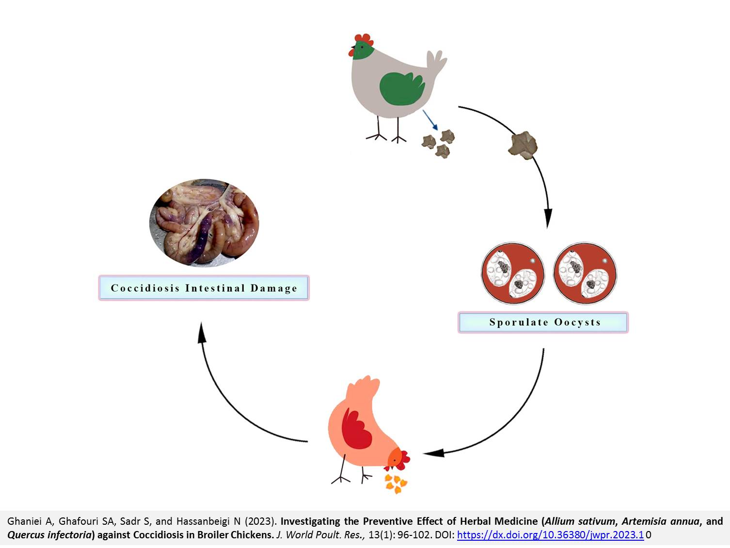 160017-Allium_sativum_Artemisia_annua_and_Quercus_infectoria_against_Coccidiosis_in_Broiler