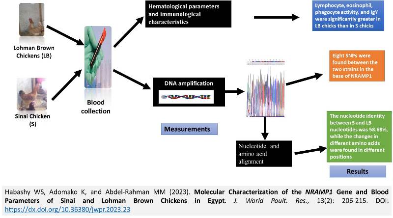 219-NRAMP1_Gene_of_Sinai__Lohman_Brown_Chickens