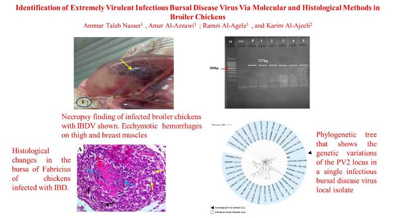 1600-26-Bursal_Disease_Virus