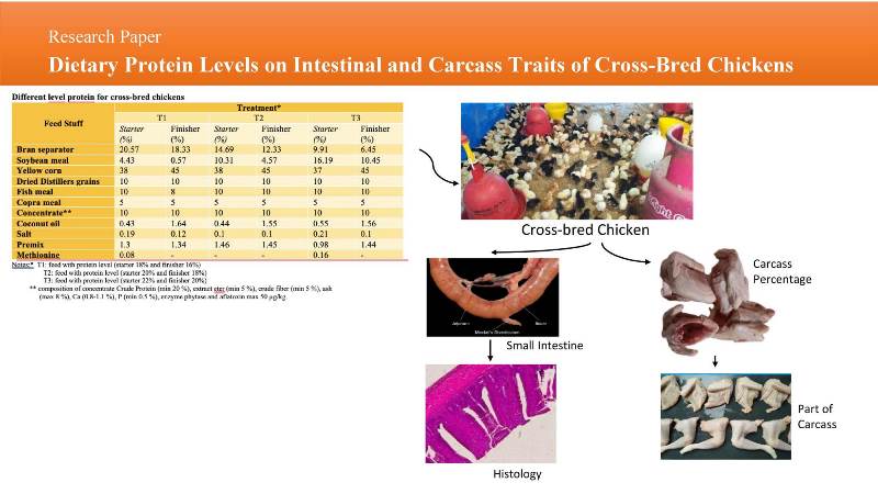 287-_Dietary_Protein_Levels