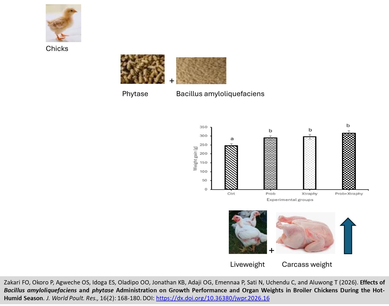 460-Bacillus_amyloliquefaciens_and_phytase_Administration_on_chicken_Growth