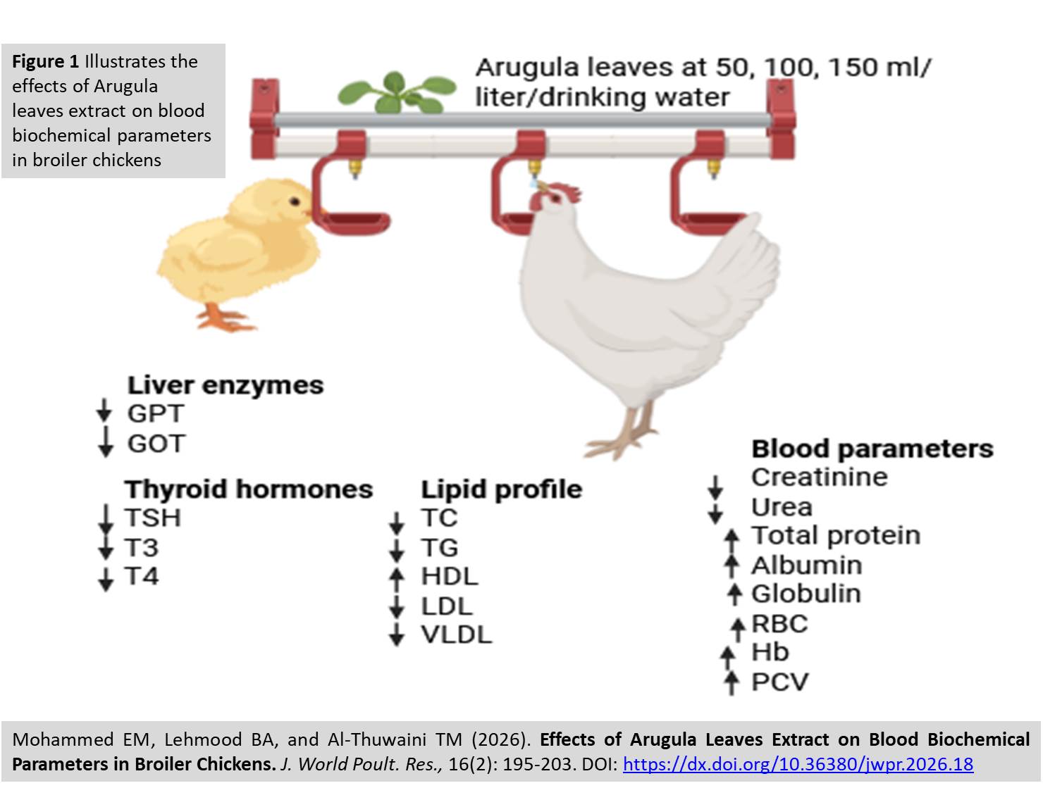 516-Effects_of_Arugula_Leaves_Extract_on_Broiler_Chickens