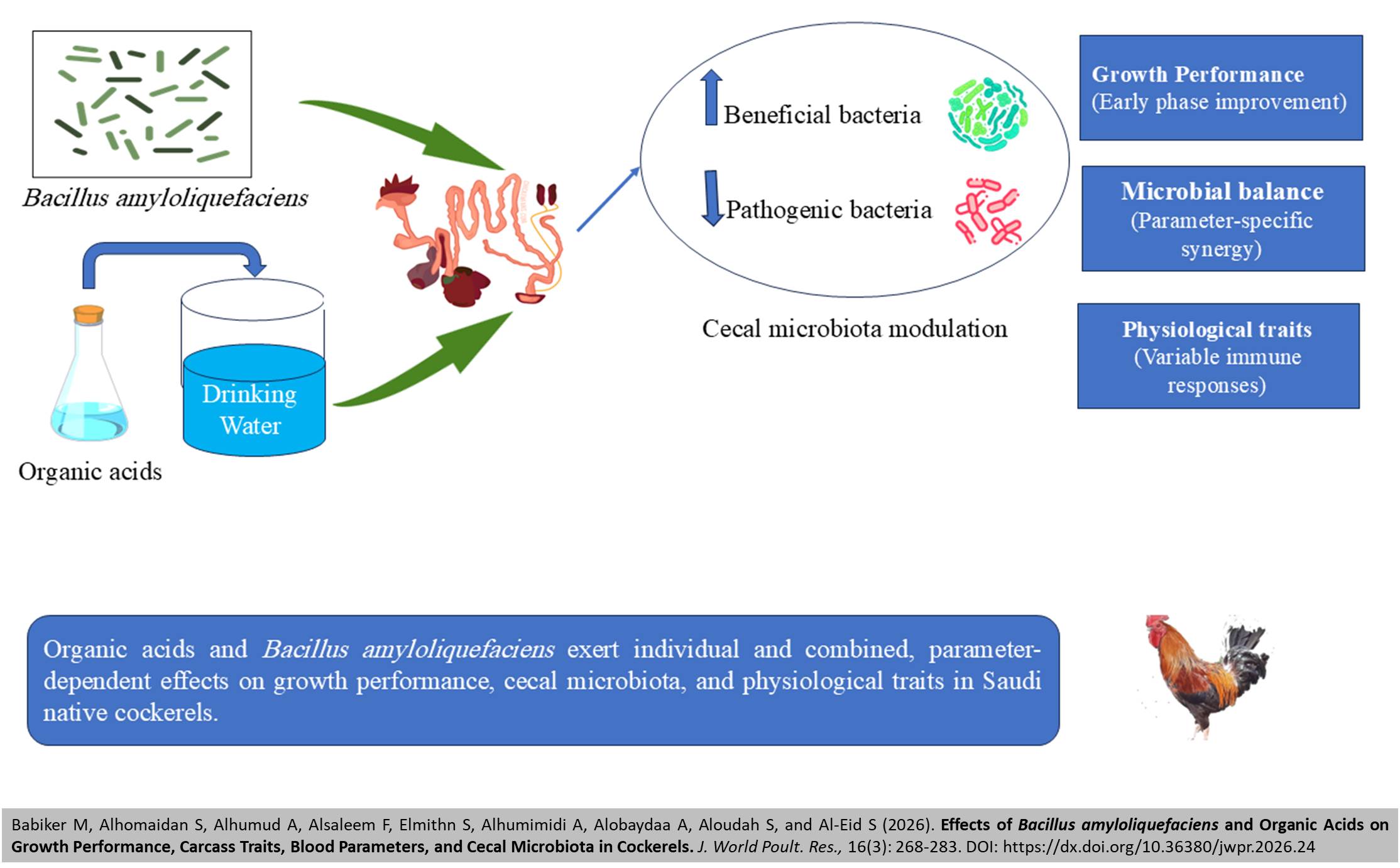 549-Bacillus_amyloliquefaciens_--_Cecal_Microbiota_in_Cockerels