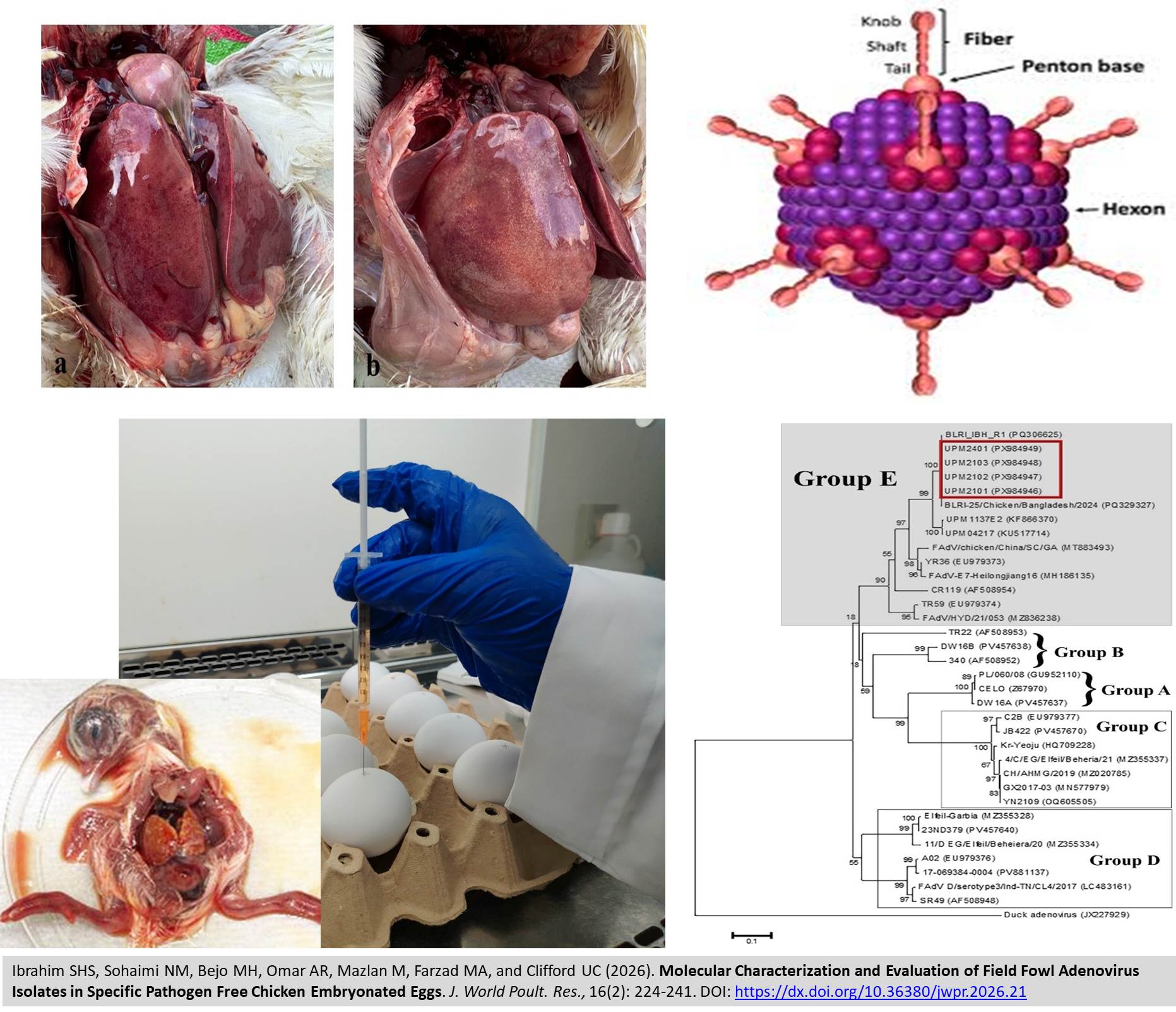 552-Field_Fowl_Adenovirus_Isolates_in_Specific_Pathogen_Free_Chicken_Embryonated_Eggs